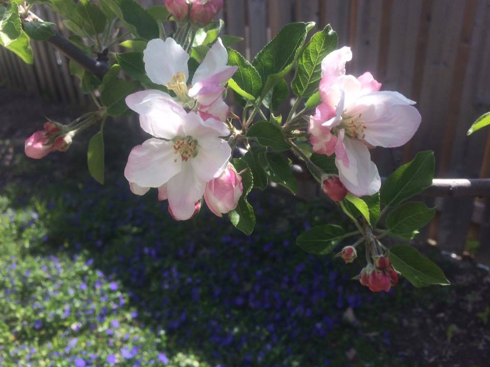 apple tree