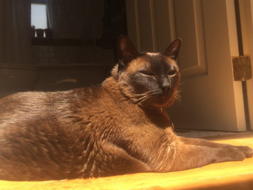 cocoa