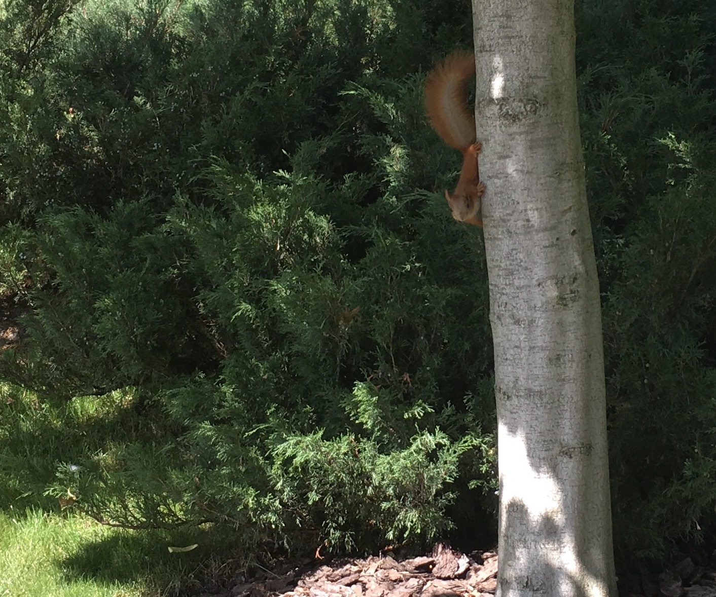 A ginger squirrel